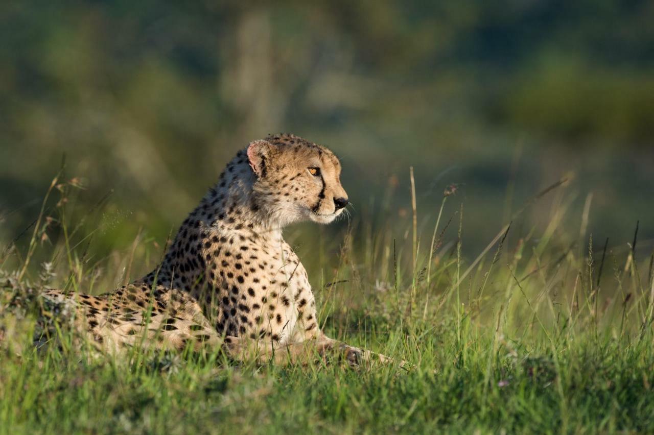 Taasa Lodge Serengeti-Savanne Exterior foto